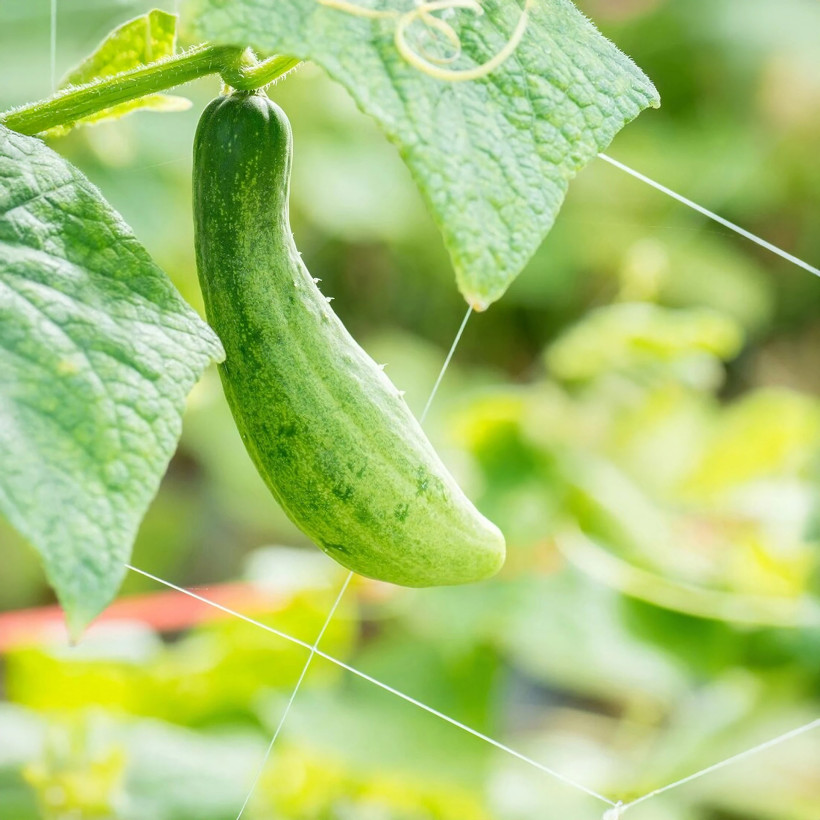 Siatka pod rośliny pnące do ogórków podpora fasolka pomidory trejaż 1,5x10m