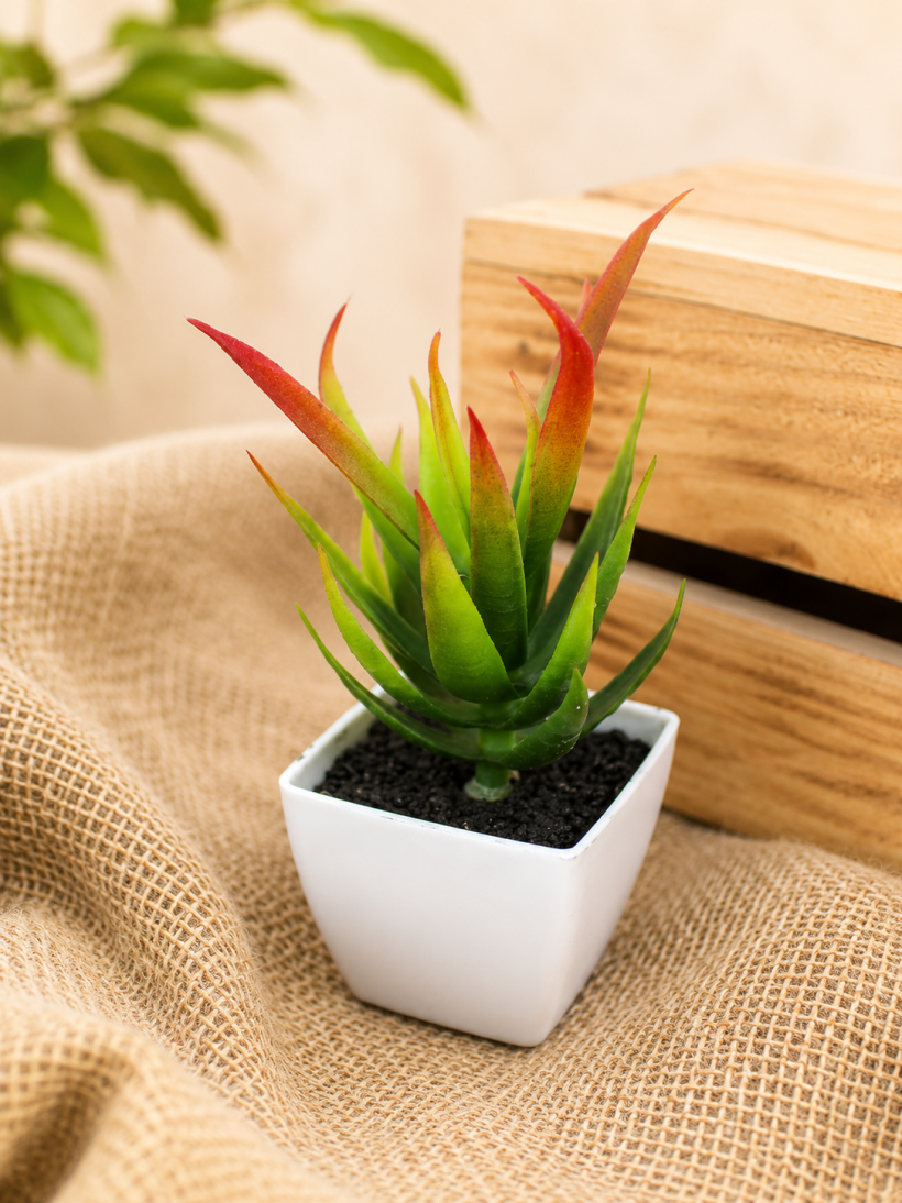 Kwiat Aloes w Doniczce Zielono-Czerwony 14 × 5,5 cm