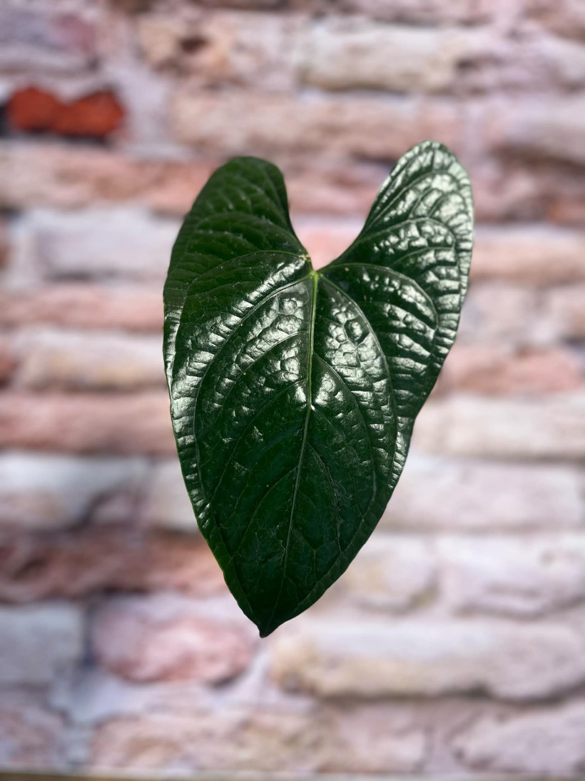 Anthurium Luxury Jungle