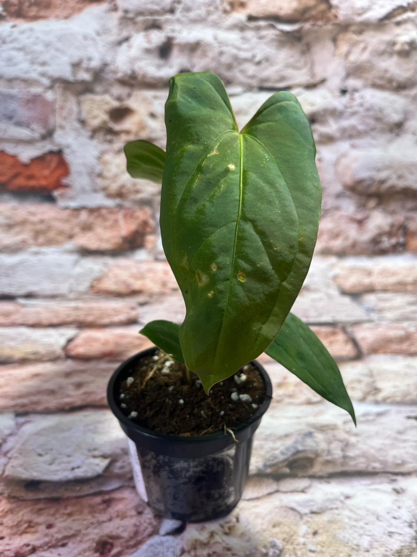 Anthurium Papillilaminum x Pinkleyi