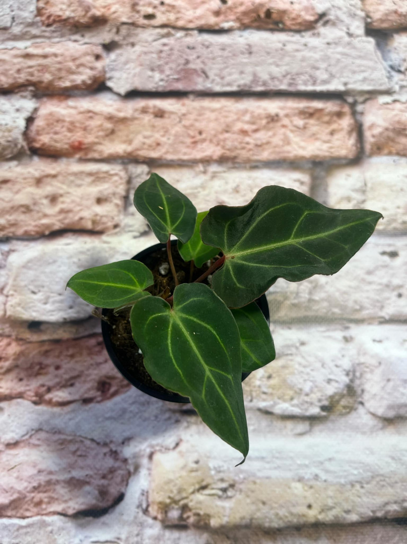 Anthurium Magnificent Silver inverse x Besseae aff