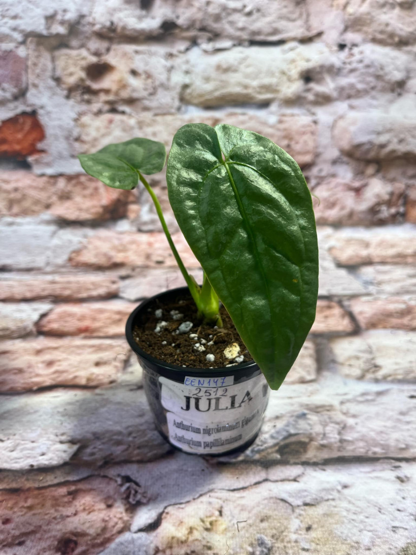 Anthurium Nigrolaminum Gigante x Papillilaminum