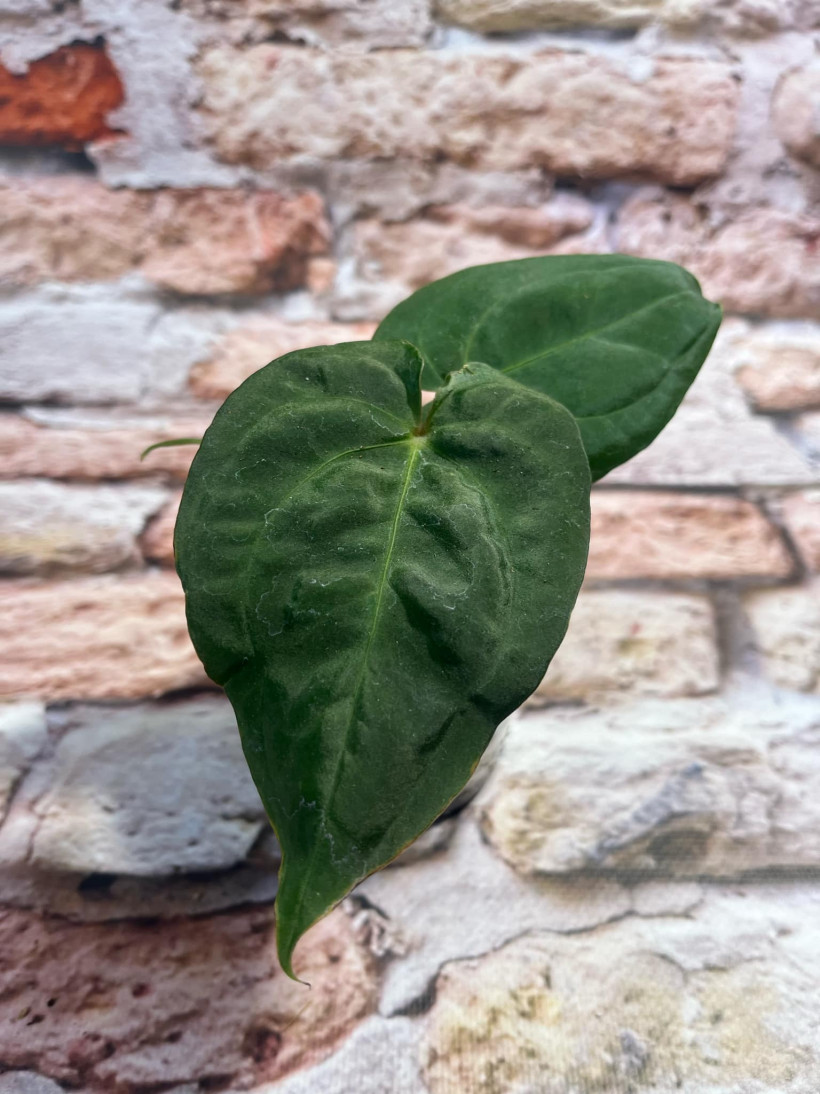 Anthurium Black Anaconda x Papillilaminum