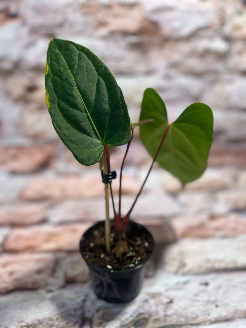 Anthurium Jungle Dreams