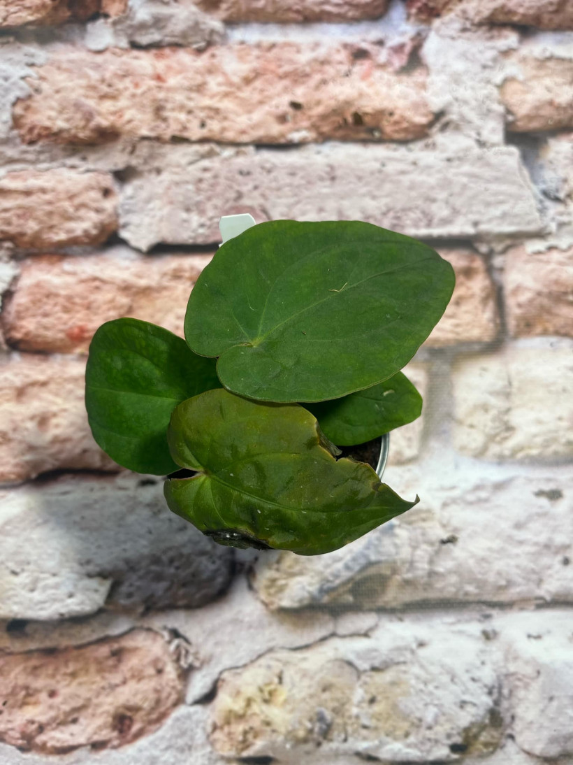 Anthurium Papillilaminum x Dressleri