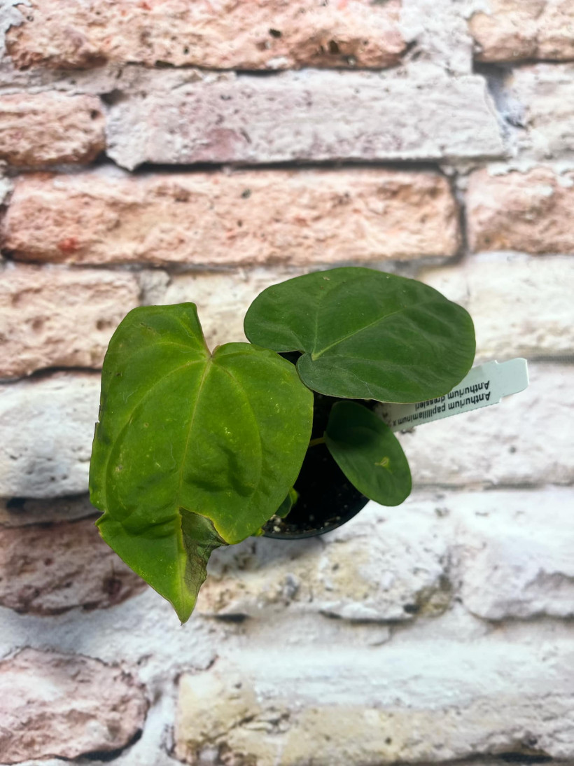 Anthurium Papillilaminum x Dressleri