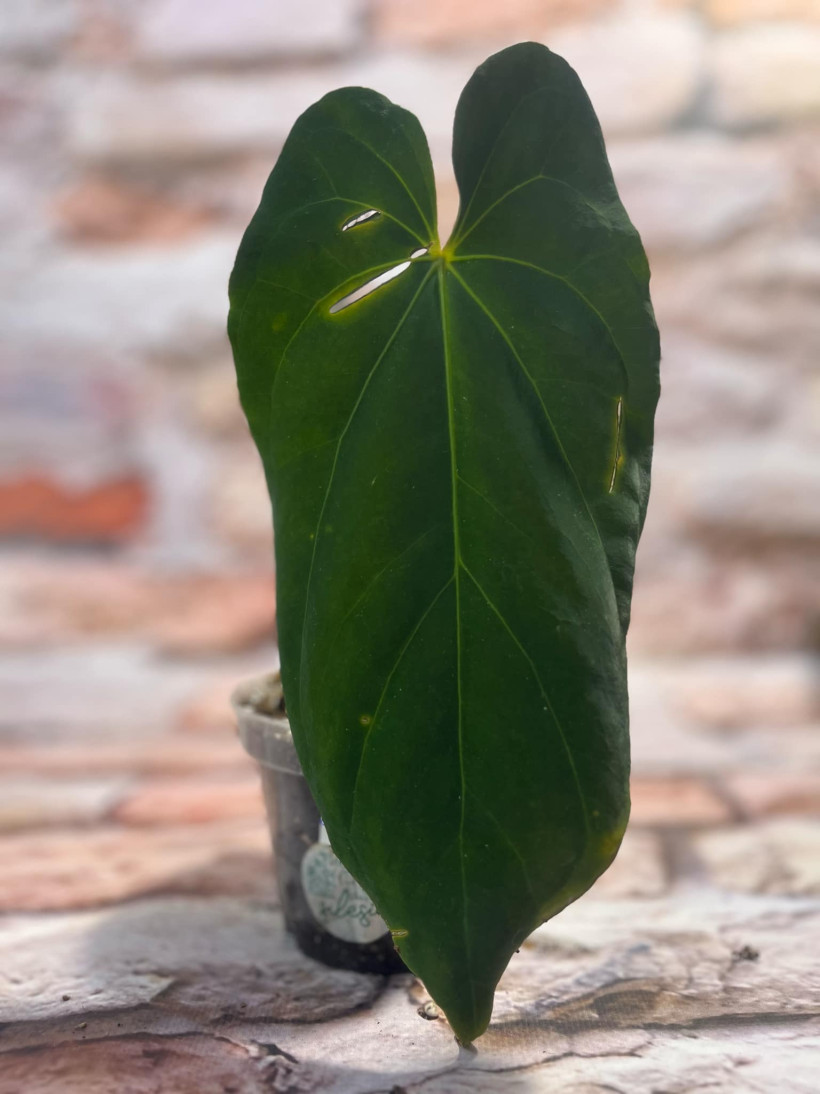 Anthurium Fantasy inverse