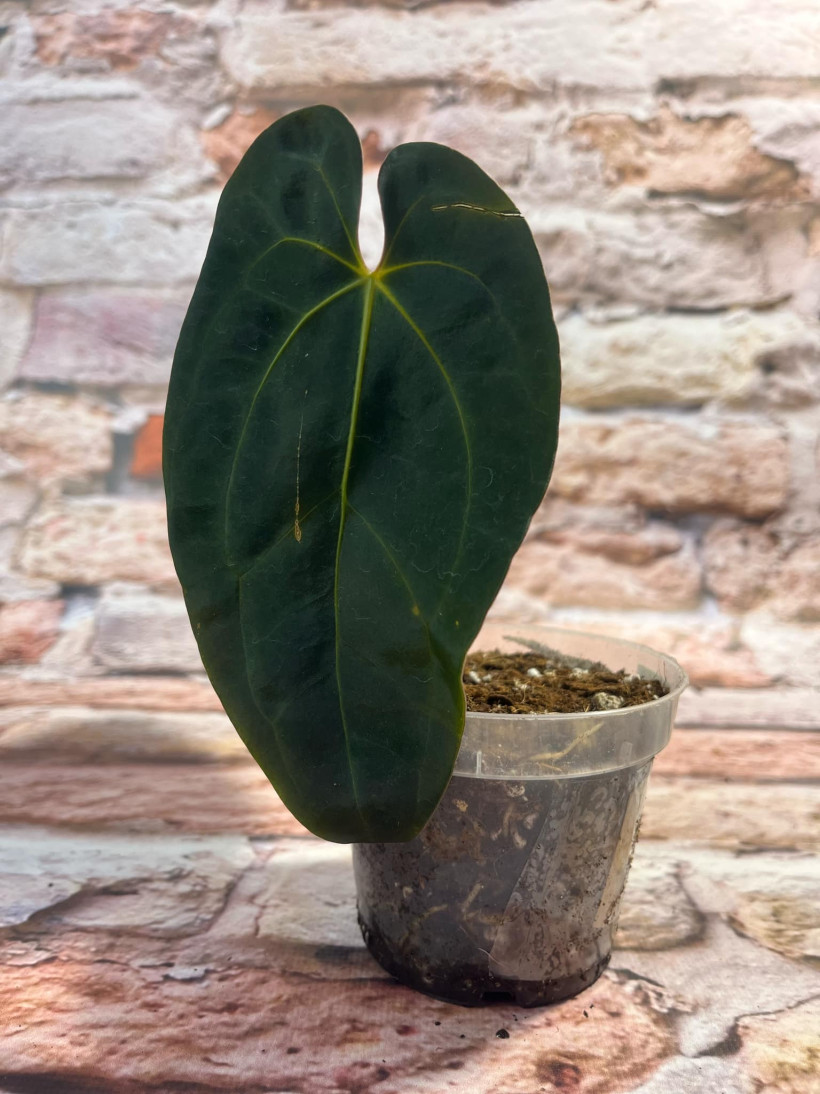 Anthurium Besseae aff x Papillilaminum