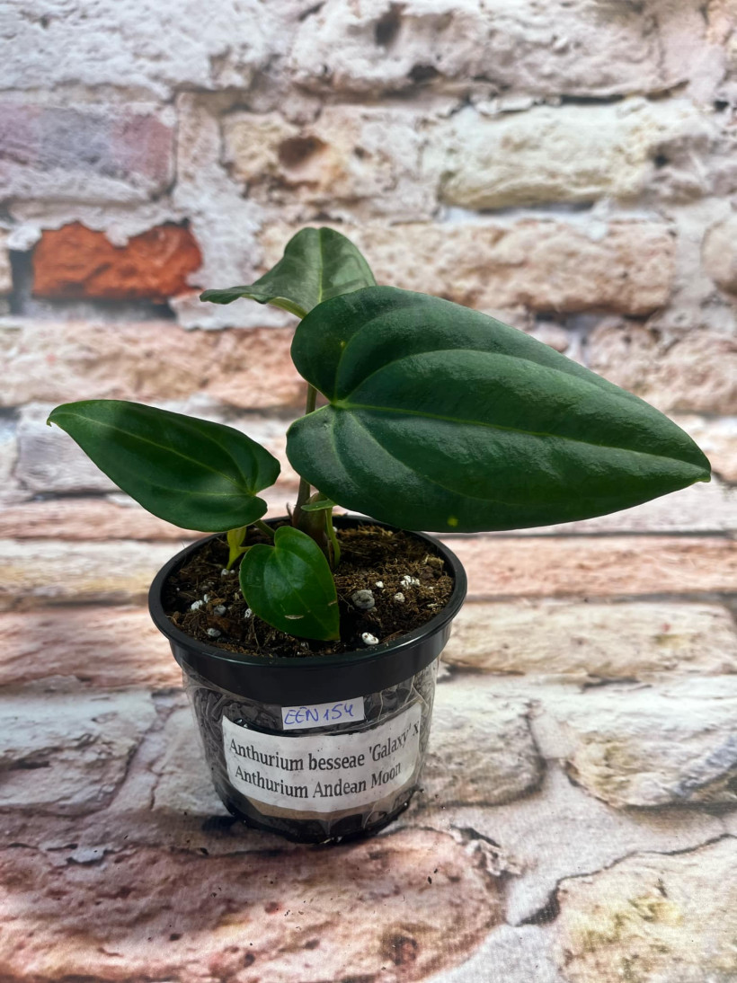 Anthurium Besseae Galaxy x Andean Moon