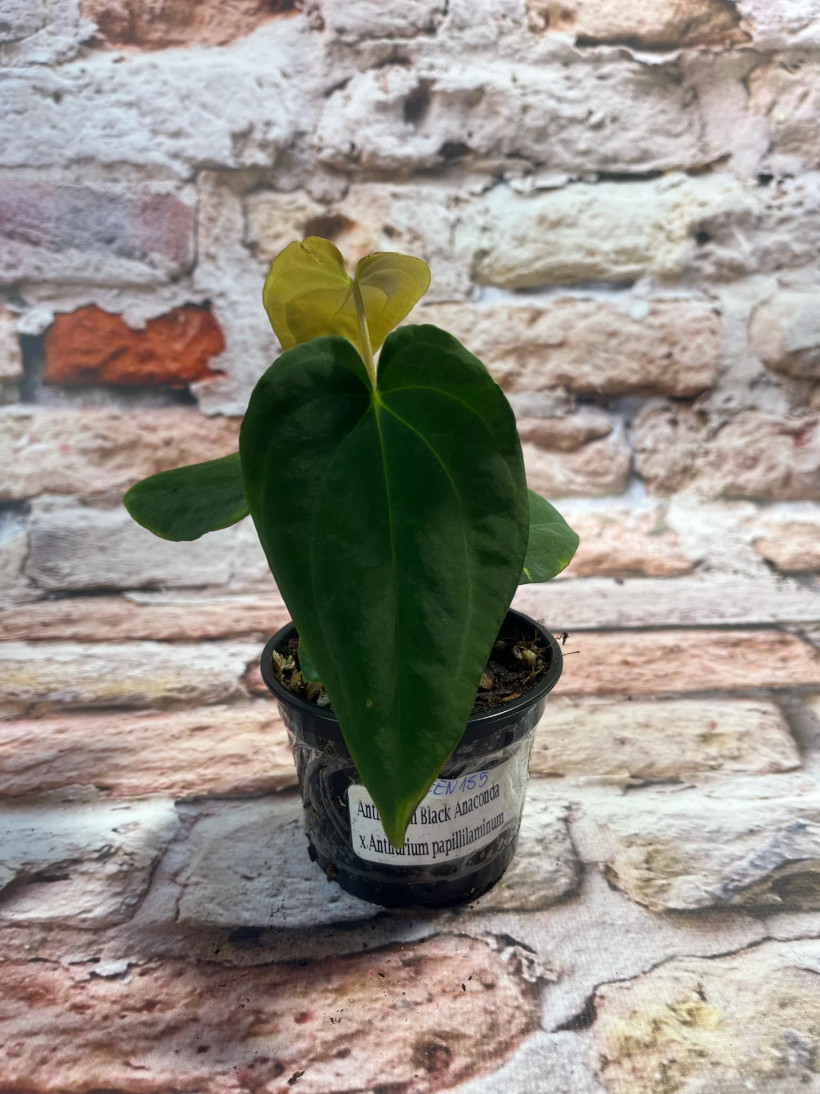 Anthurium Black Anaconda x Papillilaminum