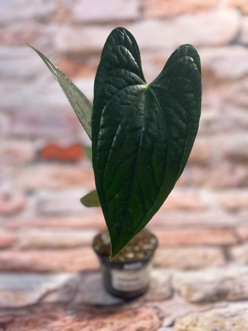 Anthurium Luxury Jungle ? - podpisane jako nigrolaminum