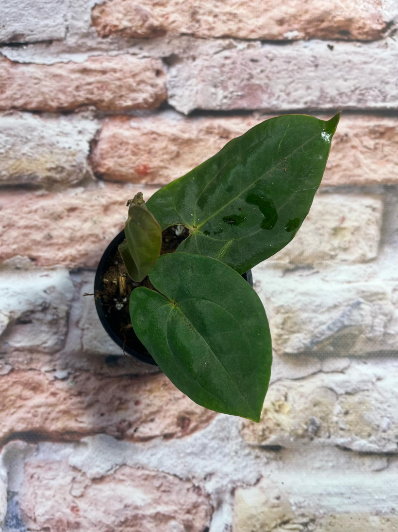 Anthurium Nigrolaminum gigant x Papillilaminum
