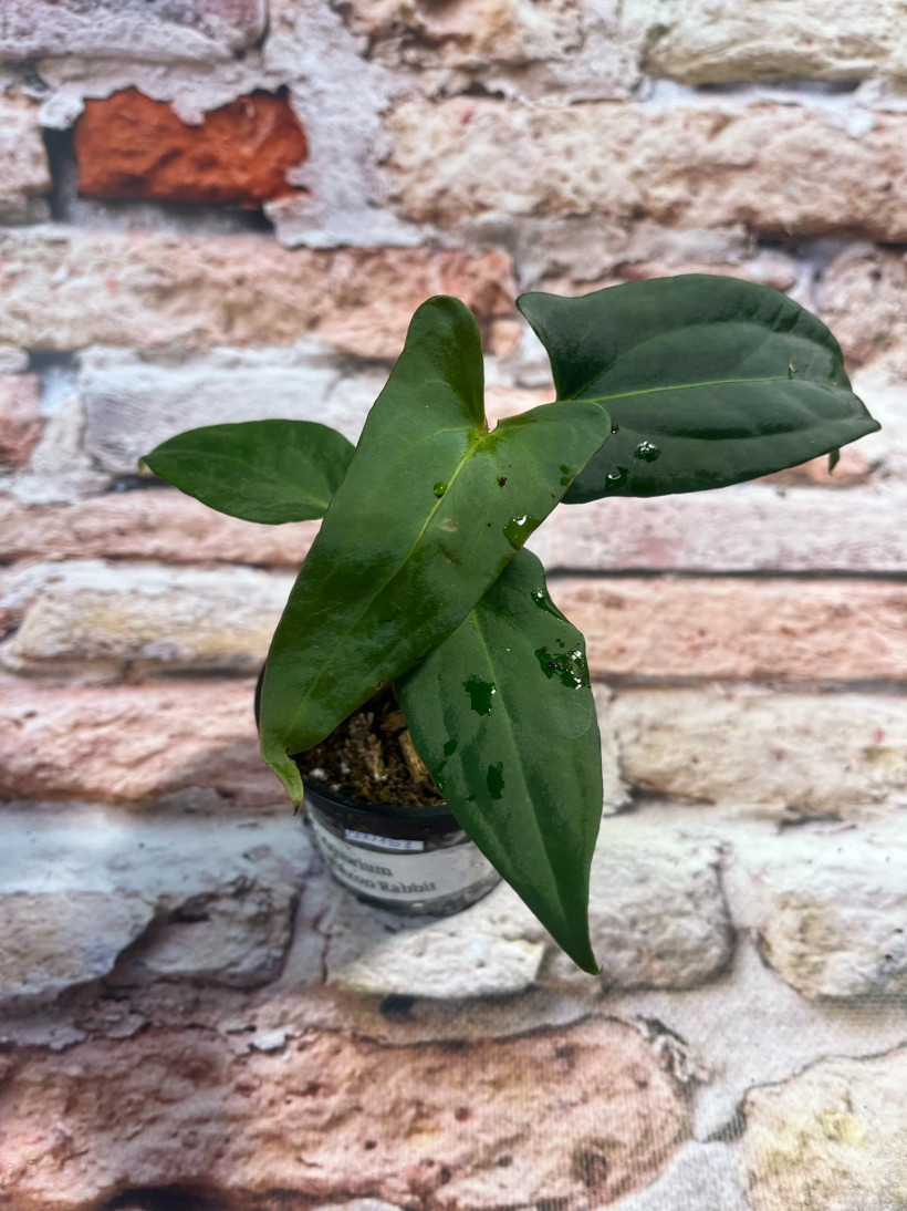 Anthurium Amazon Rabbit