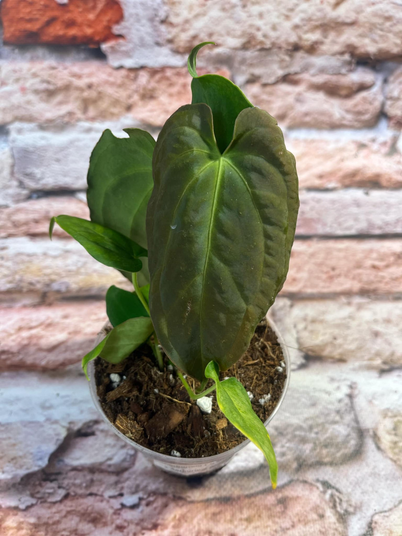 Anthurium Crystal Sky x Papillilaminum