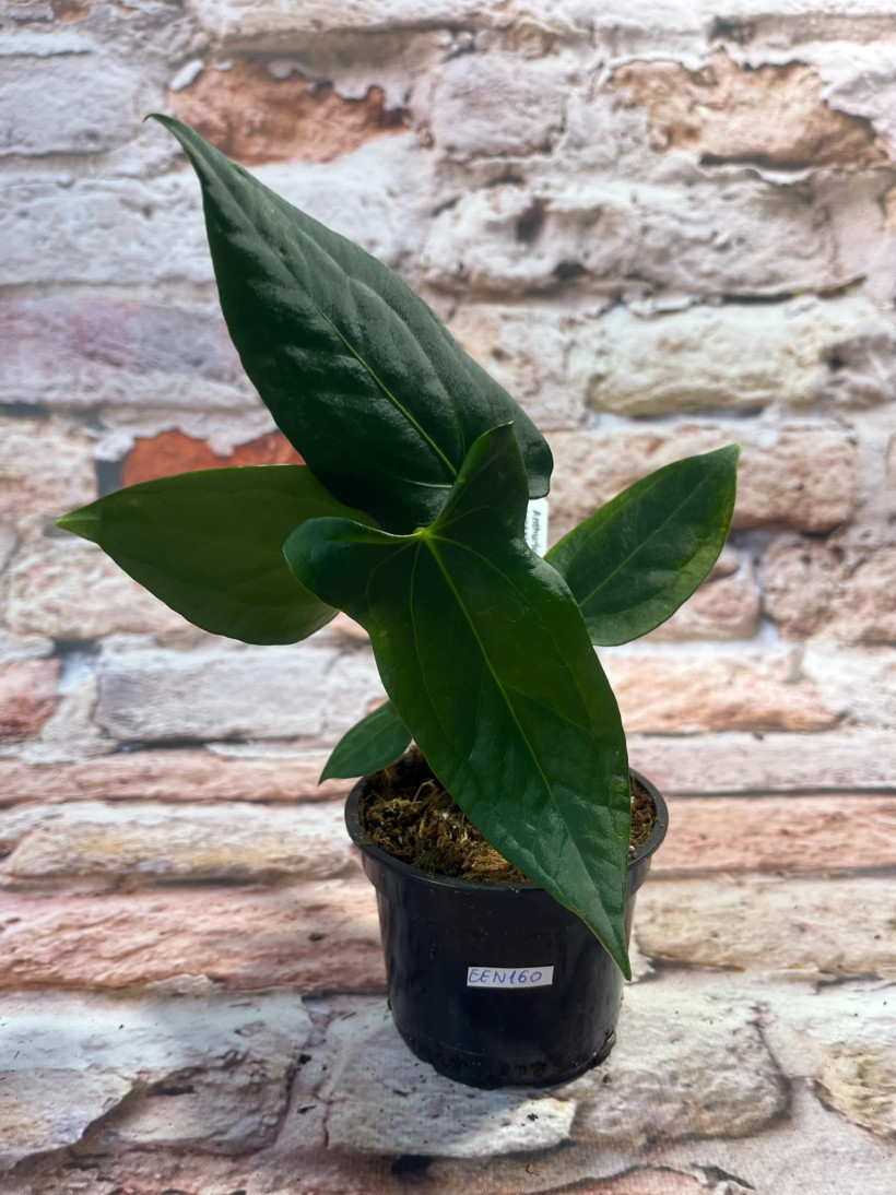 Anthurium Amazon Rabbit inverse crossing