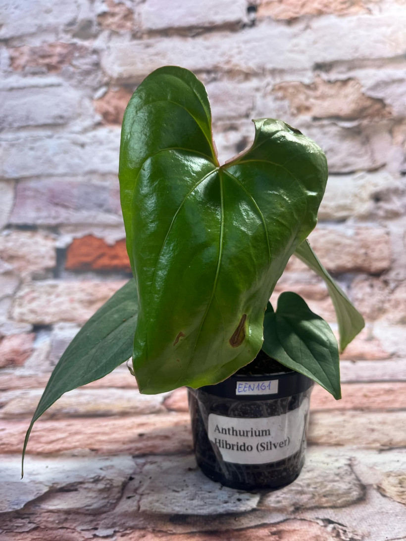 Anthurium Silver (hibrido)