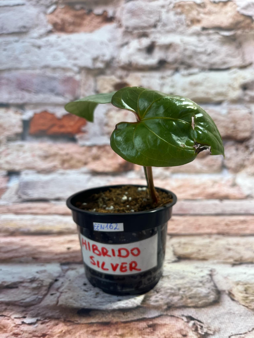 Anthurium Silver (hibrido)