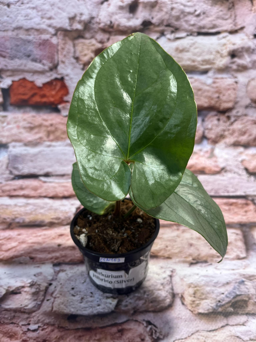 Anthurium Silver (hibrido)