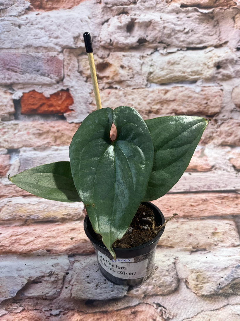 Anthurium Silver (hibrido)