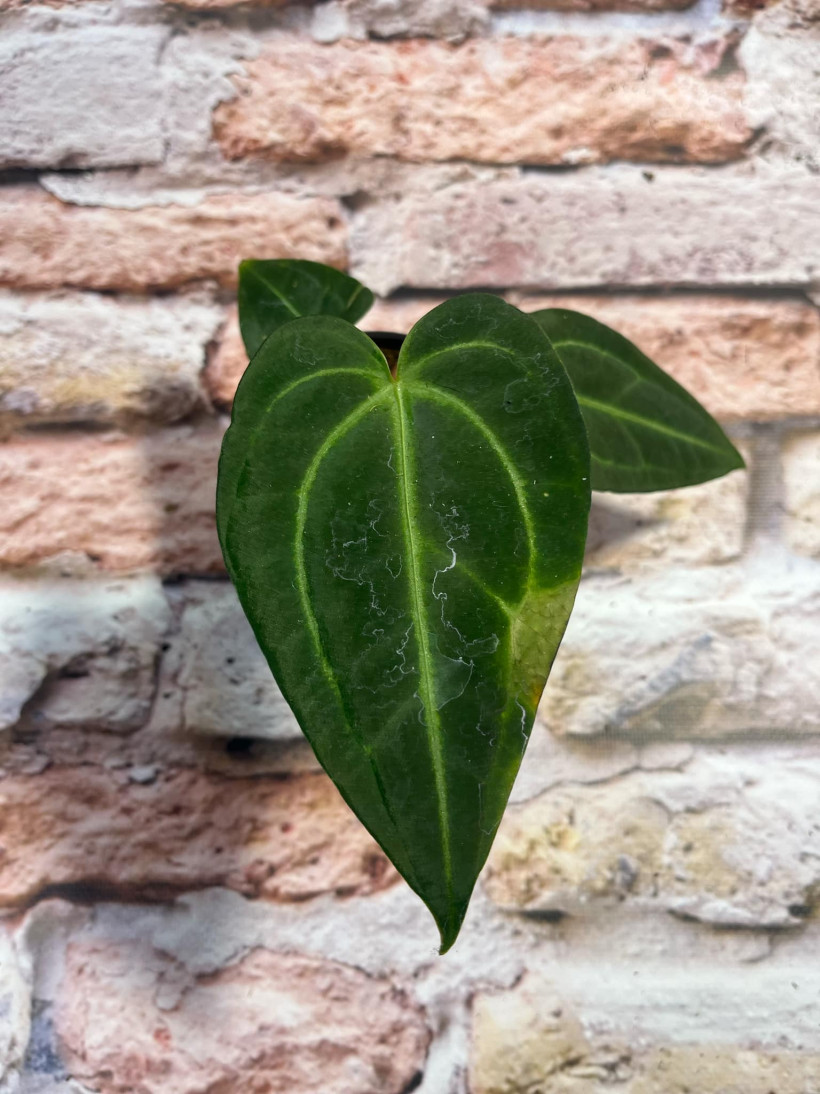 Anthurium Magnificum x Regale