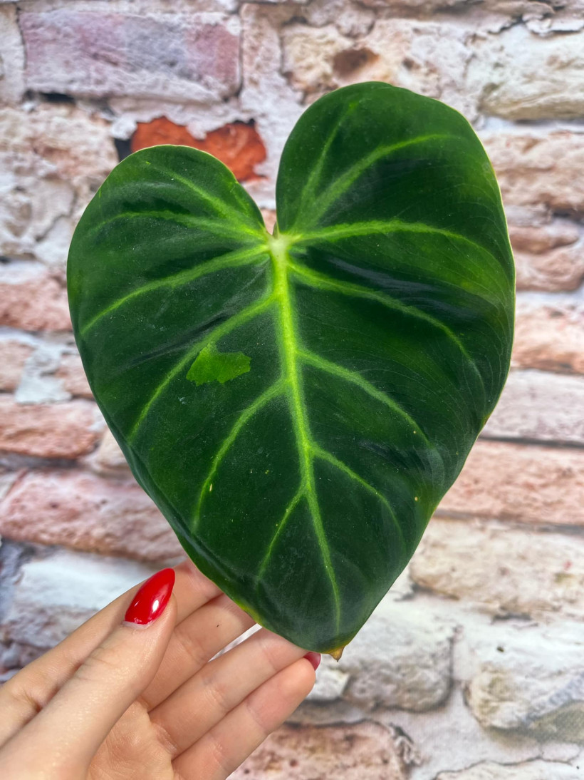 Philodendron Luxurians