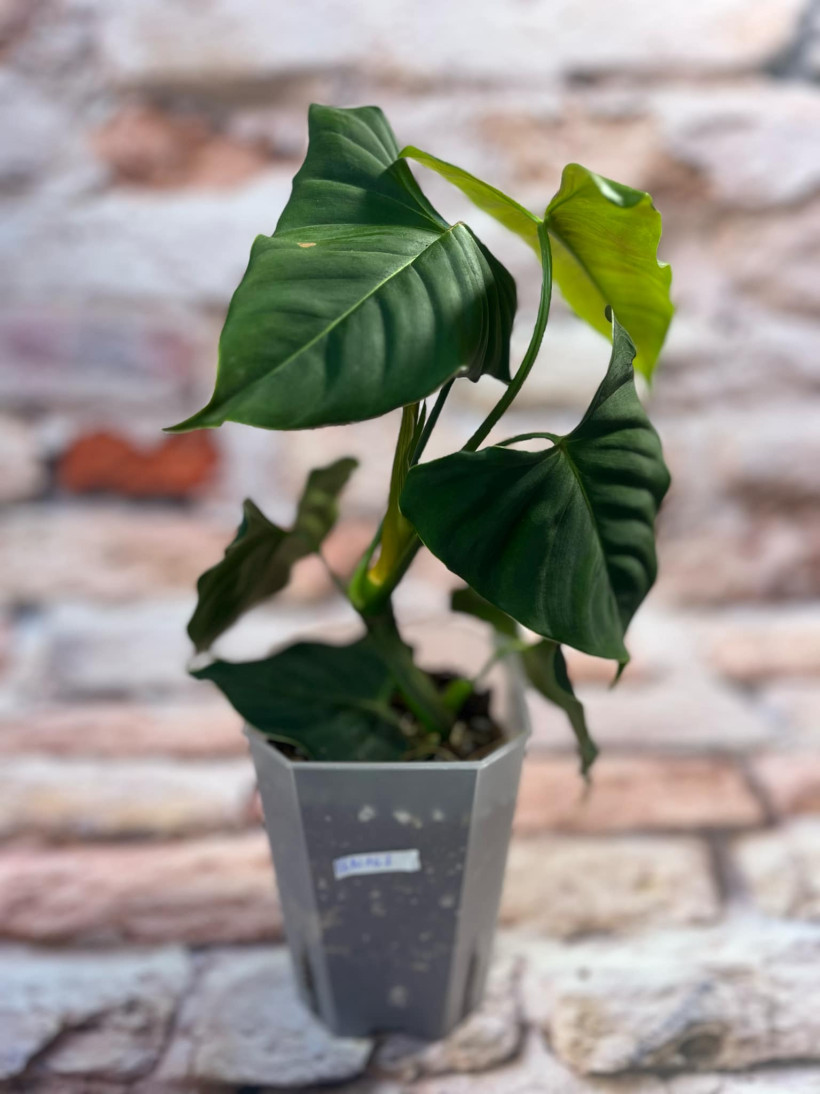 Philodendron Lupinum
