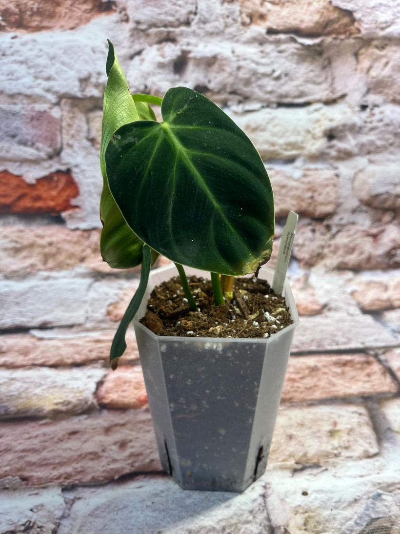 Philodendron Luxurians