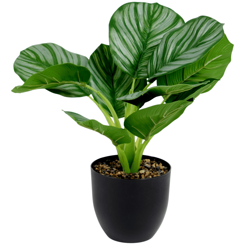 Kalatea w doniczce 50cm