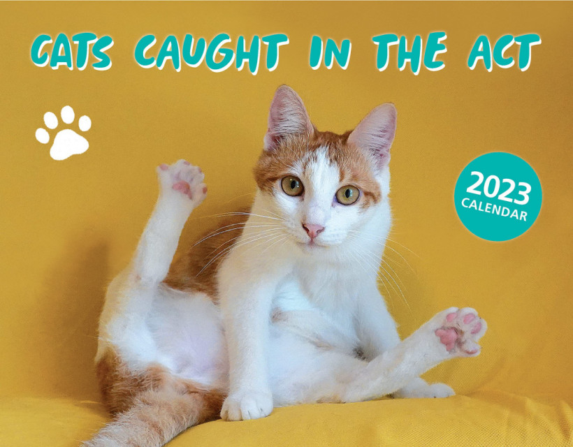 Cats caught in the act Zabawny kalendarz ścienny 2023 koty 10szt